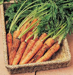 Wortelen Resistafly F1 Wortelvlieg Resistent