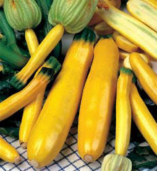 Courgette ge. Gold Rush F1