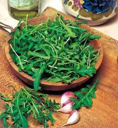 Rucola Wilde