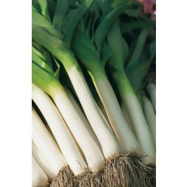 Prei herfstreuzen Hannibal BIO