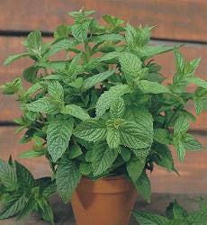 Mint - Groene Munt - Kruizemunt