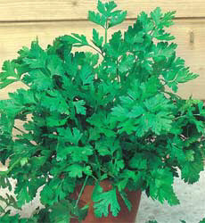 Peterselie Plain Leaved 2