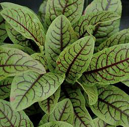 Zuring Bloedzuring Red Veined