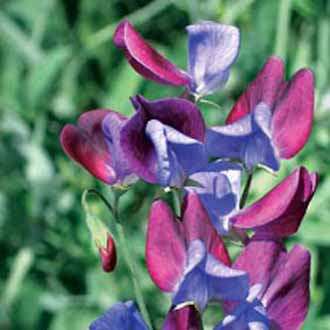 Lathyrus_Cupani
