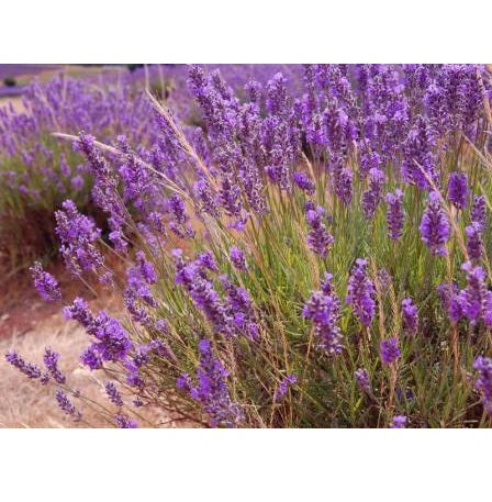 Product showcase image from staged upload