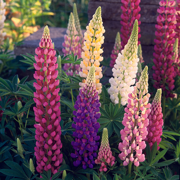 Lupinus_Festival_Mix