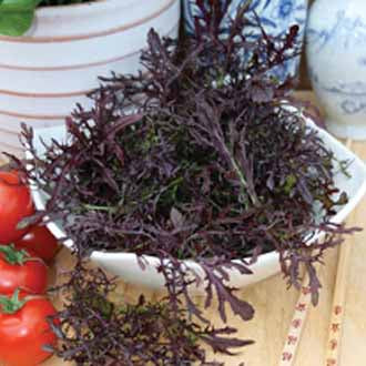 Salade SPEEDY Mosterd Red Frills