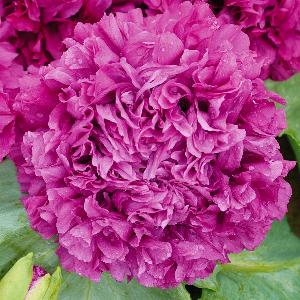 Product showcase image from staged upload