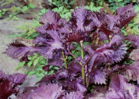 Product showcase image from staged upload