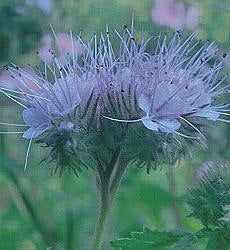 Phacelia tanacetifolia