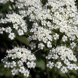 Pimpinella anisum