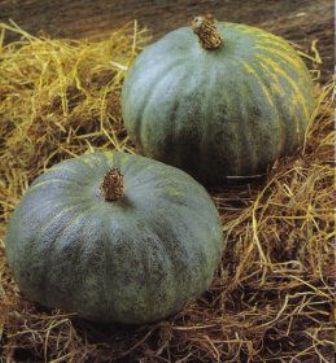 Pompoen_Blue_Kur_Hokkaido