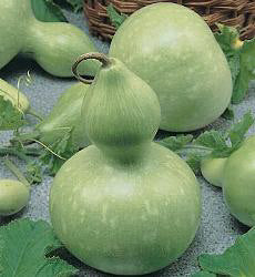 Fleskalebas Birdhouse Bottle