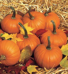 Pompoen mini Baby Bear