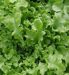 eikenbladslasalad_bowl