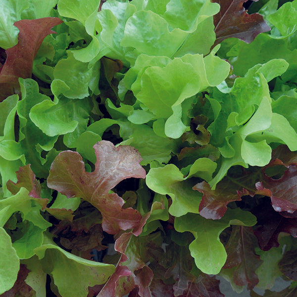 Product showcase image from staged upload