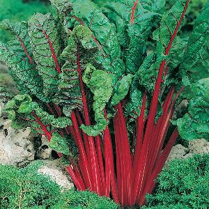 Snijbiet Rhubarb Chard Vulcan