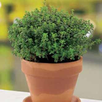 Product showcase image from staged upload