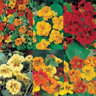 Tropaeolum collectie Johnson's