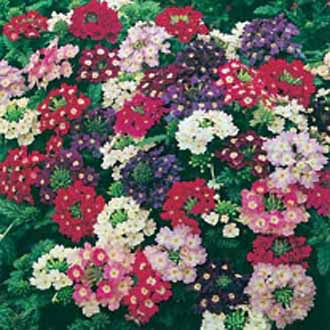 Product showcase image from staged upload