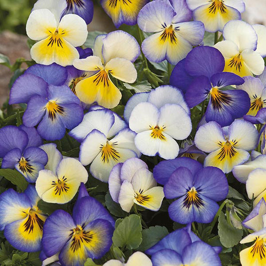 Viola x wittrockiana Cool Summer Breeze