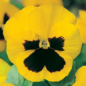 Product showcase image from staged upload