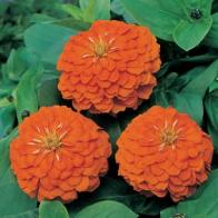 Zinnia elegans Orange King